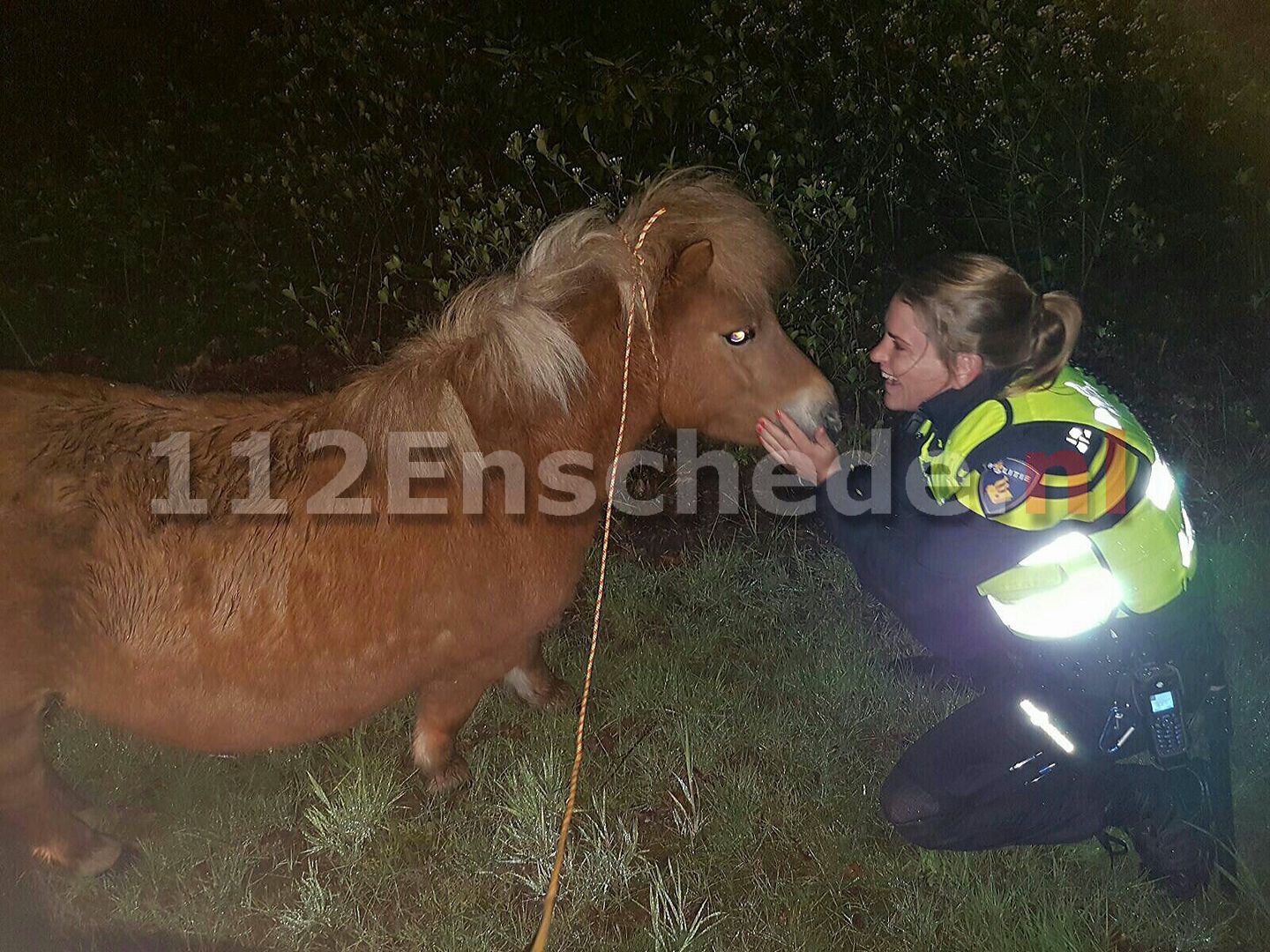 Foto: Politie treft pony aan midden in woonwijk Enschede