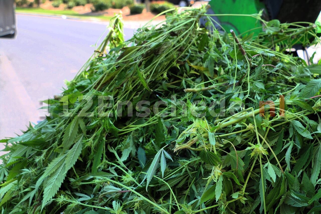 Hennepkwekerijen op twee adressen in Enschede, 9 kilo hennep en 200 planten aangetroffen