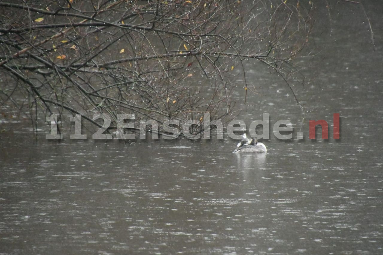 Reddingsoperatie voor vastzittende vogel in Enschede