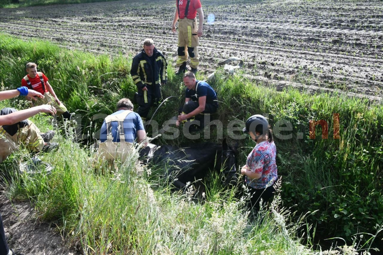 Video: Paard uit sloot gered door brandweer in Enschede, amazone komt met schrik vrij