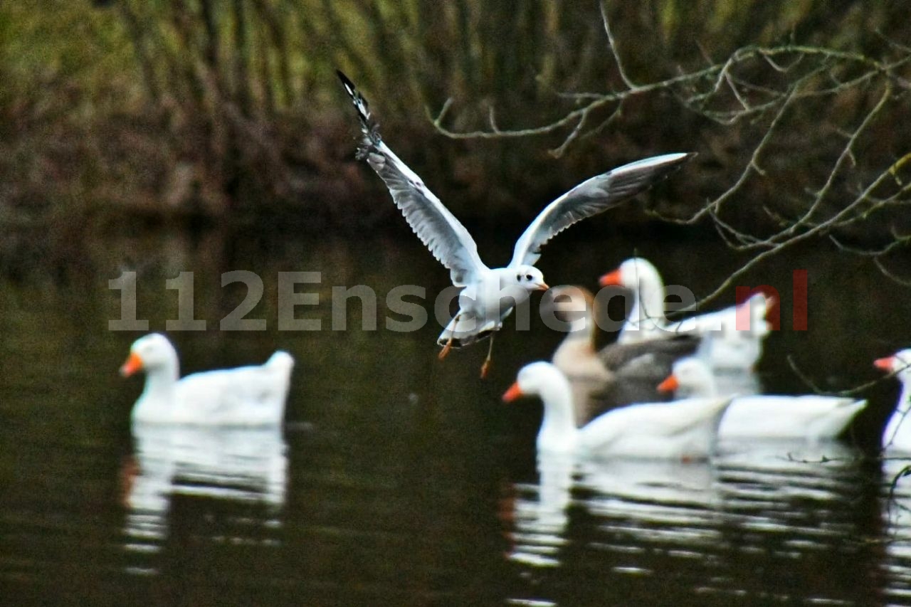 Reddingsacties voor vastzittende dieren in Enschede