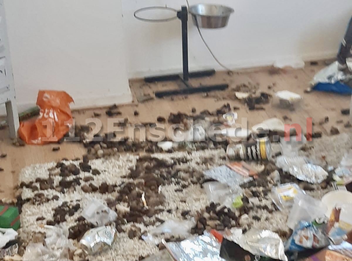 Politie neemt hond in beslag bij ernstig vervuilde woning in Enschede