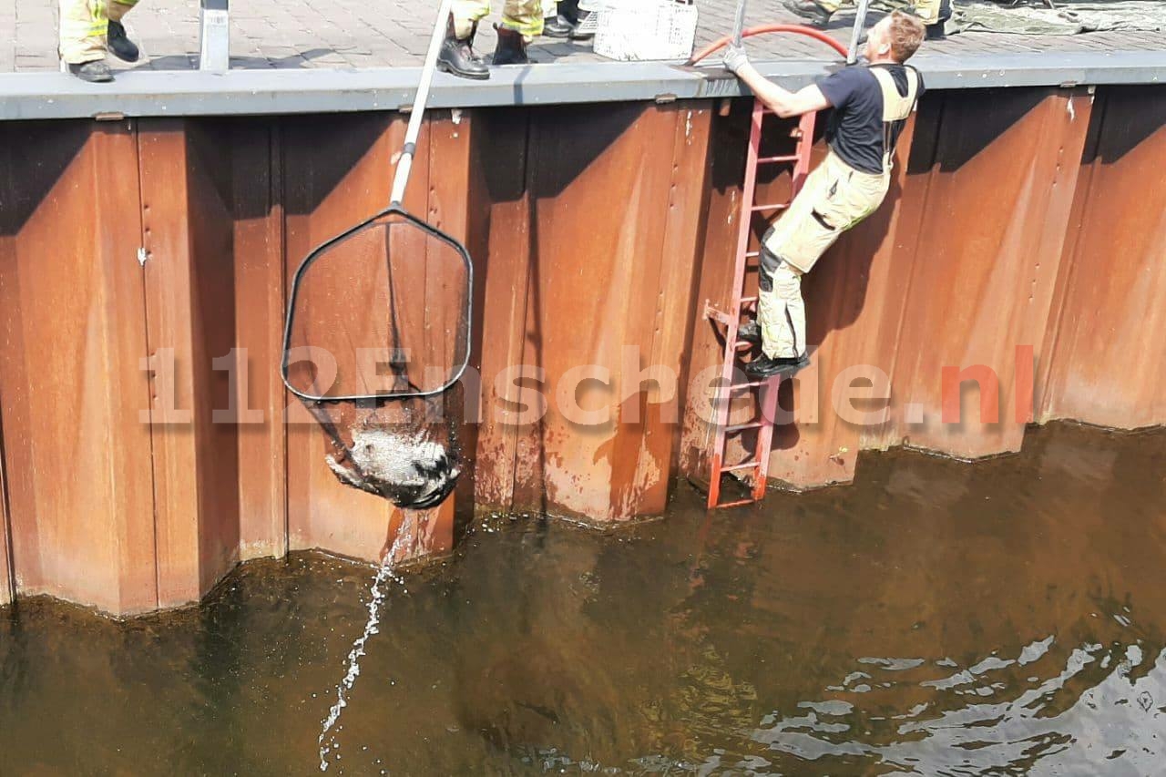 Brandweer haalt kater uit kanaal Enschede