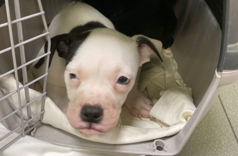 Drie pups gedumpt voor dierenopvang in Enschede